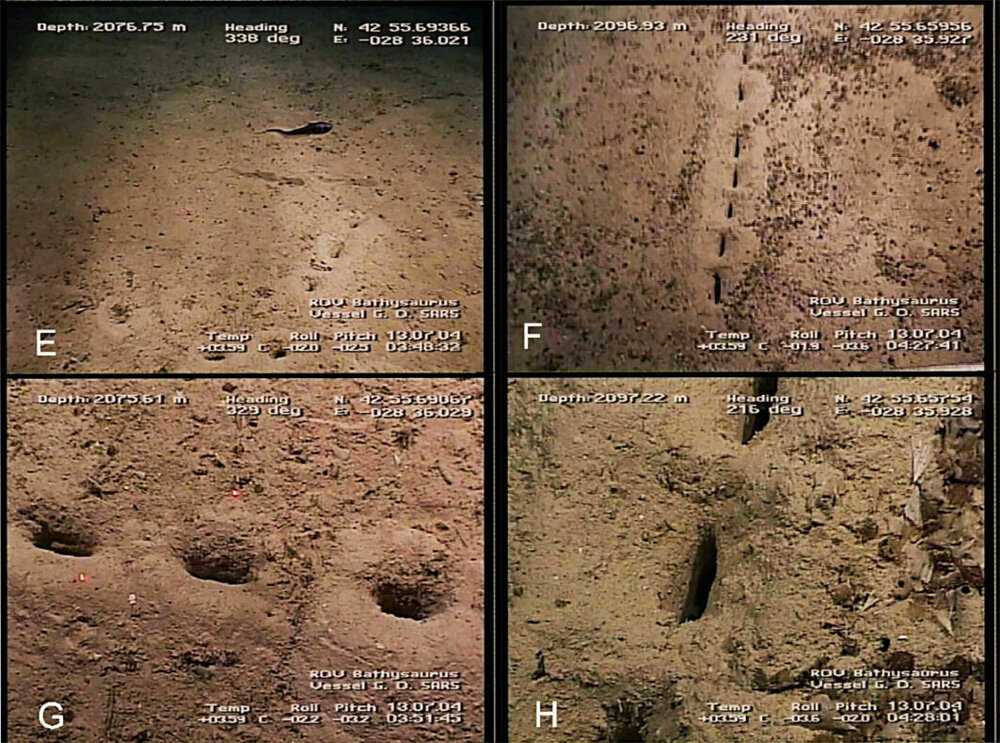    Фото: Vecchione & Bergstrad/ imr.brage.unit.no