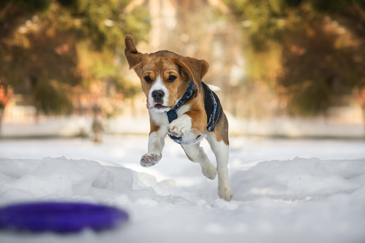 Бигль Цефея в сквере