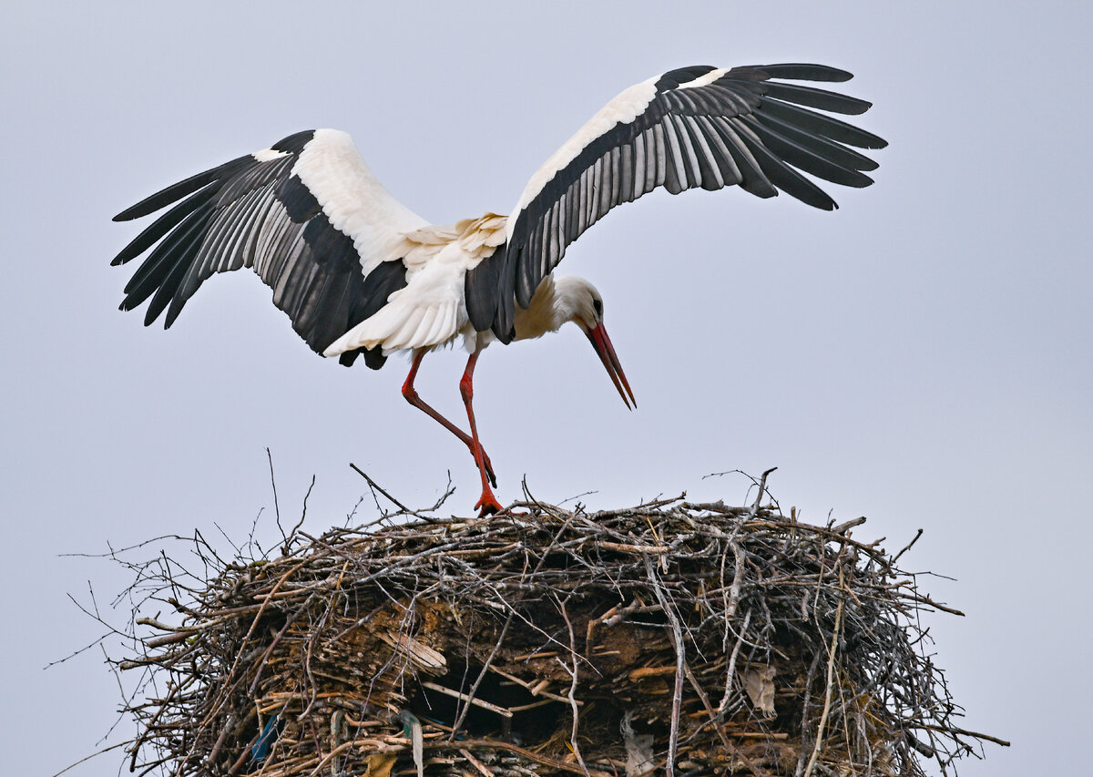 Фото: PATRICK PLEUL/DPA/GLOBALLOOKPRESS