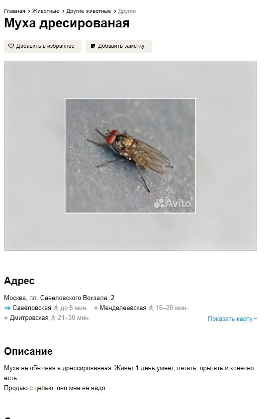 https://www.avito.ru/moskva/drugie_zhivotnye/muha_dresirovanaya_2966381119