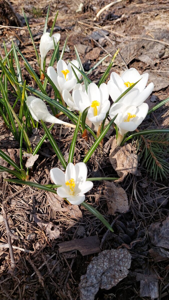 мое фото. Пока на одном участке цветут крокусы, на другом участке их уже сменяют тюльпаны