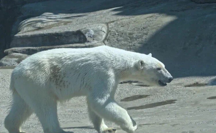 Фото: Московский зоопарк