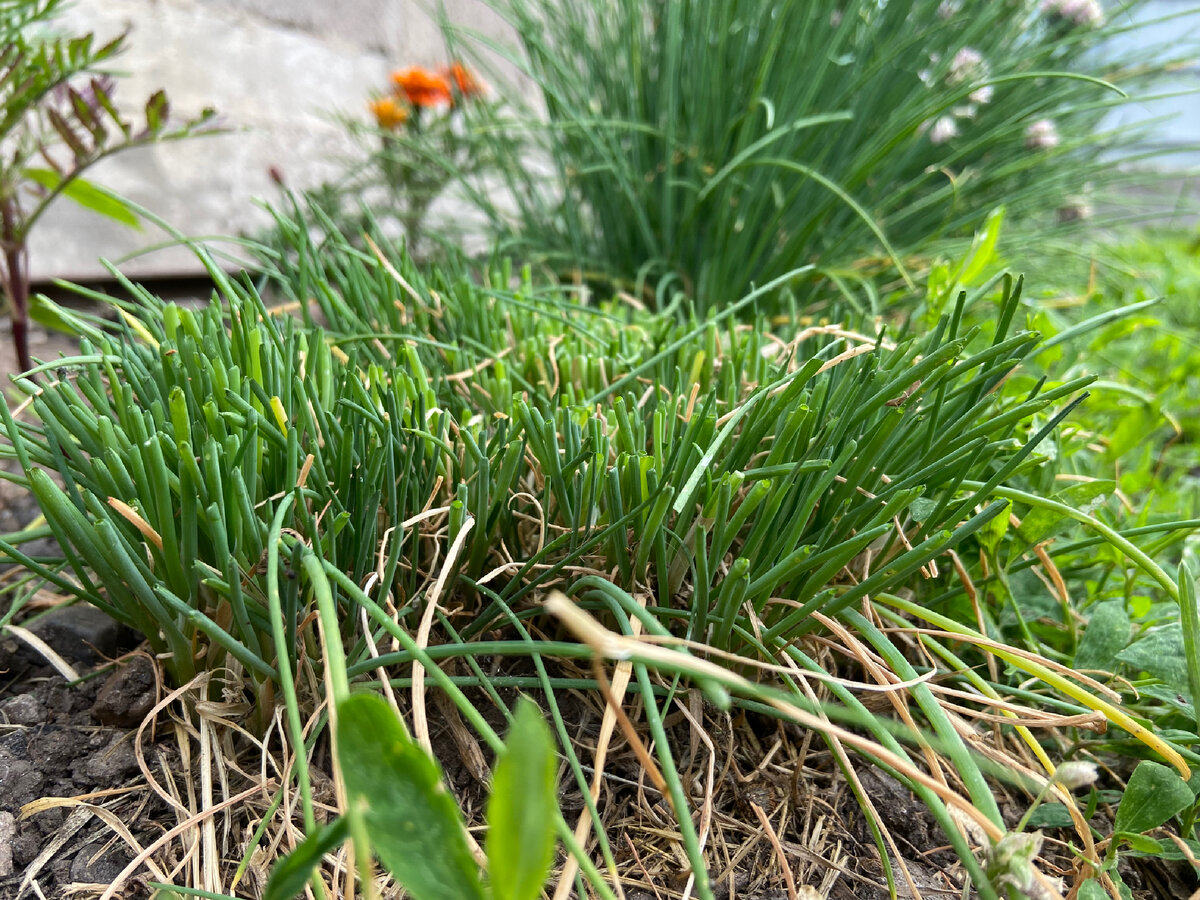 Срезка лука