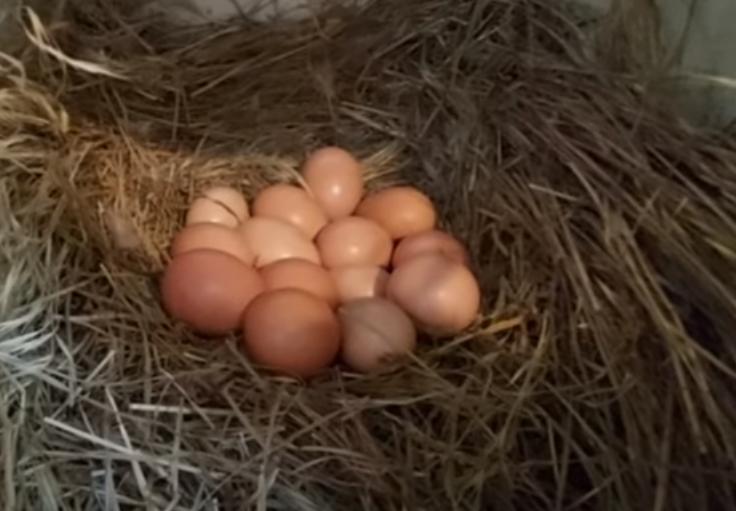 Гнездо готово