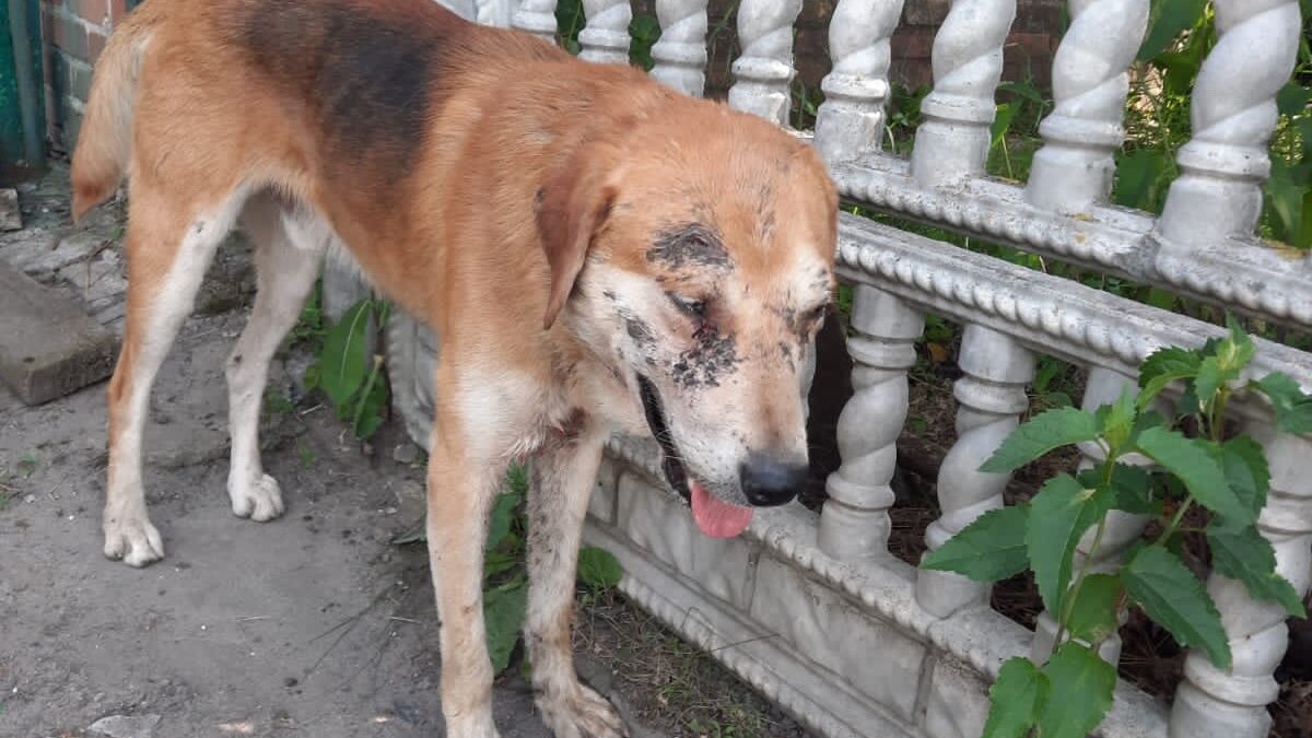     Эвакуация жителей Шебекинского района была месяц назад. У людей было 10 минут, чтобы уехать. В домах и квартирах остались тысячи кошек, собак и других животных. Все это время добровольцы и работники администрации под обстрелами спасали и лечили раненых и больных, кормили их по поселкам и деревням.