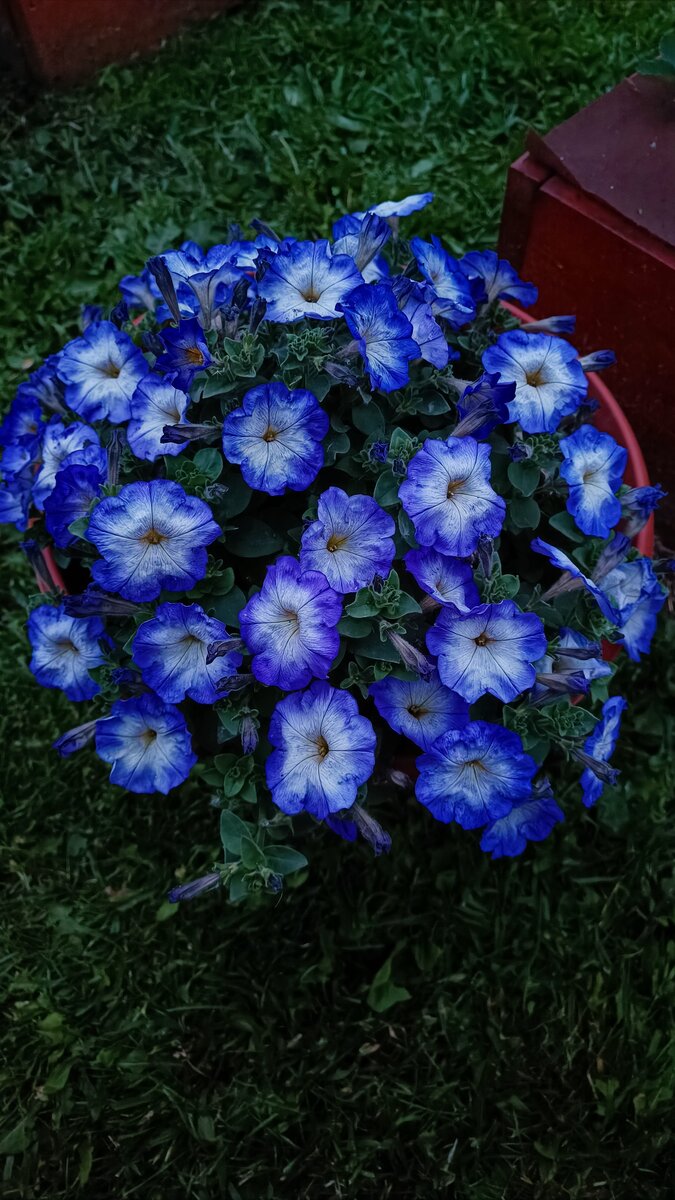 В вечернее время этот сорт особенно красив, подчёркивается синева окраса, фото сделано без какой-либо коррекции