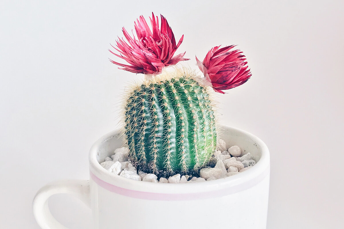    Фото: Stephanie Harvey / unsplash.com