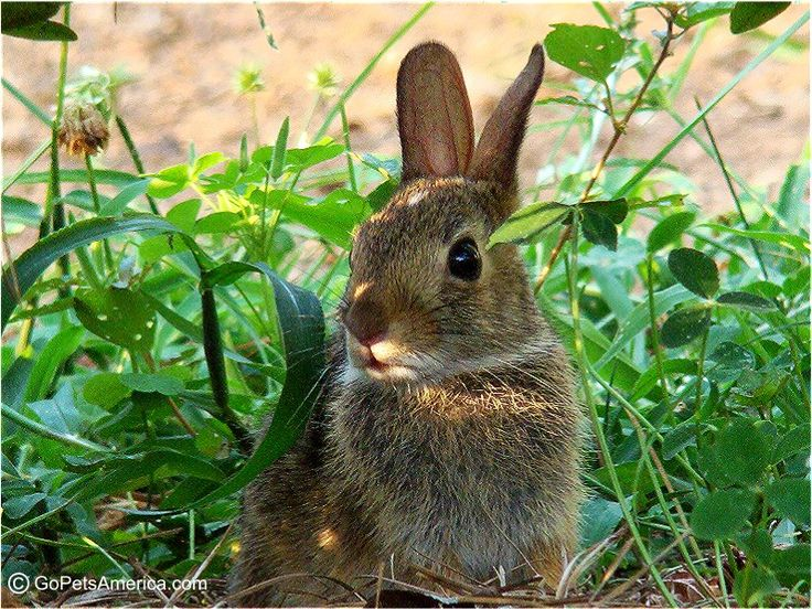 Фото взято из общего доступа в сети интернет