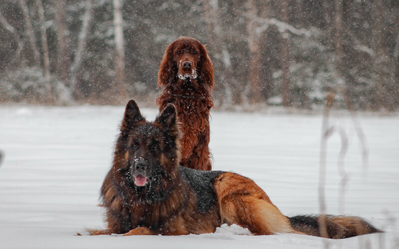 На какое-то время ирландские сеттеры стали пределом мечтаний многих семей, уступая в популярности только немцам и пуделям. Фото Nogi_Jinna/Pixabay