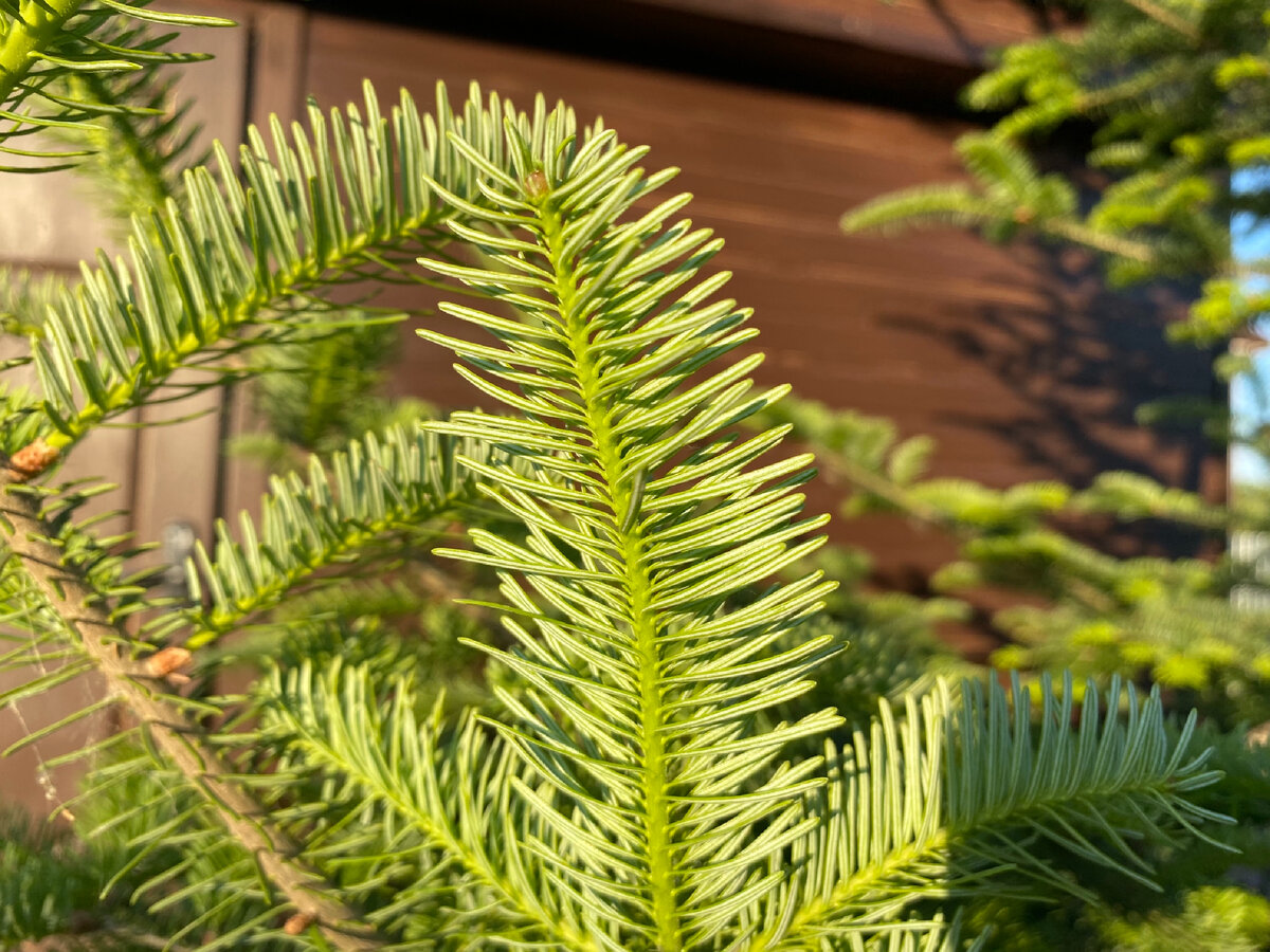 Нижняя сторона хвои пихты бальзамической (Abies balsamea)