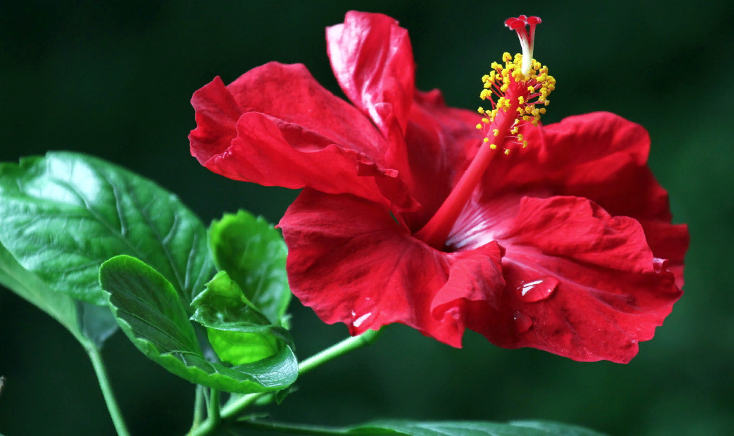 Яндекс. Картинки