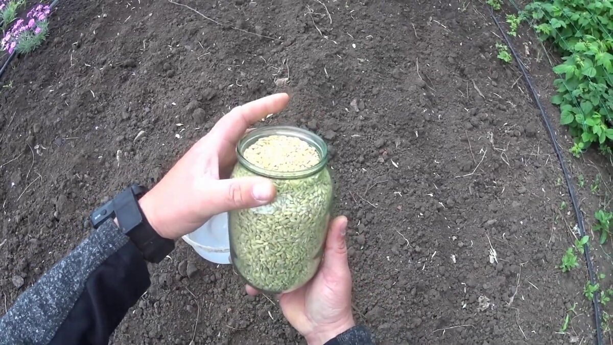 Перловая крупа