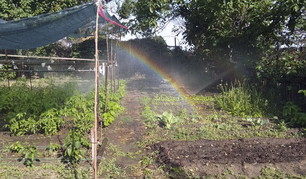 Вот так наши дождеватели "рисуют" радугу на участке.