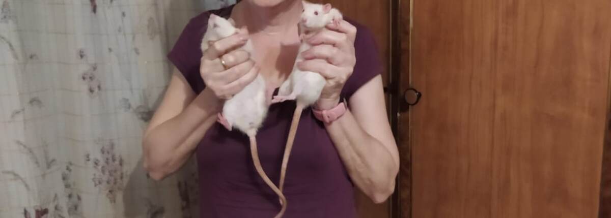 Крысы очень умны и дружелюбны по отношению к людям