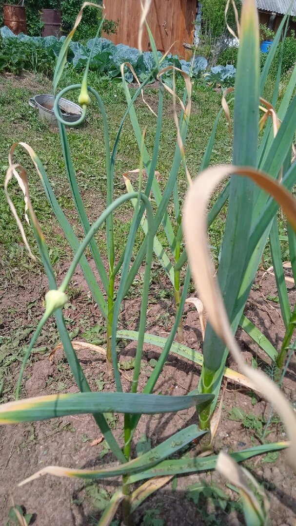 Чесночные стрелки.