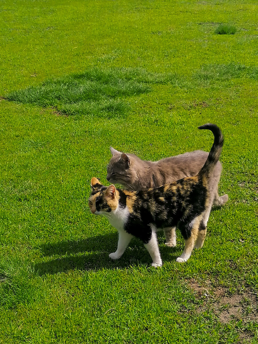 да, коты здесь не просто так, ведь им так мало нужно для счастья. но вопрос другой, сколько нужно тебе?