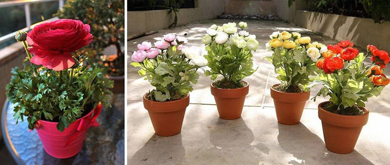 Ранункулюсы в вазонах