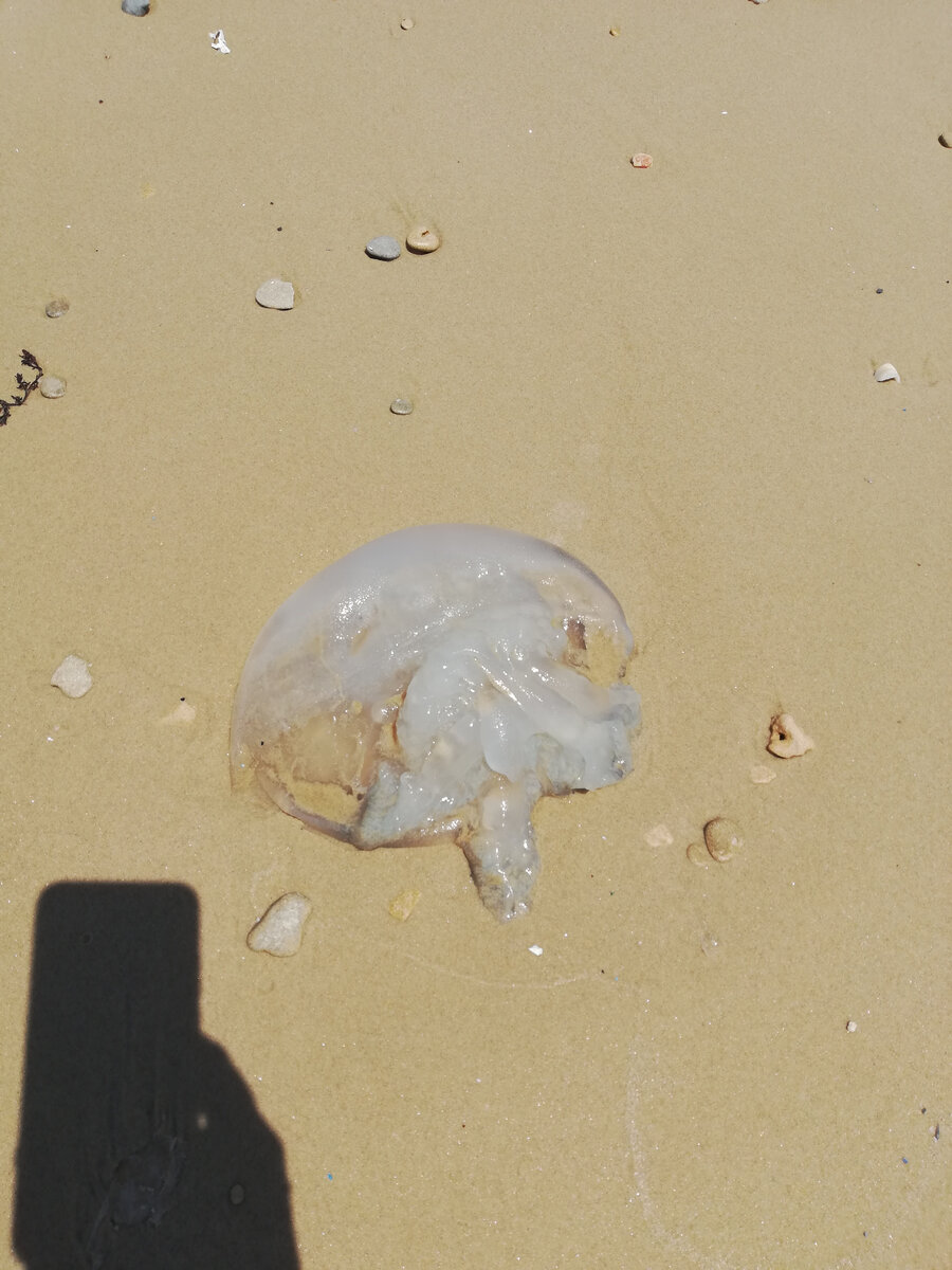 Пару недель назад медузы валялись на берегу