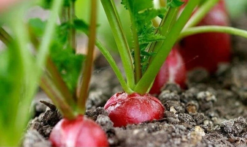 Источник фото https://www.instagram.com/p/CQ86zxZnNnA/