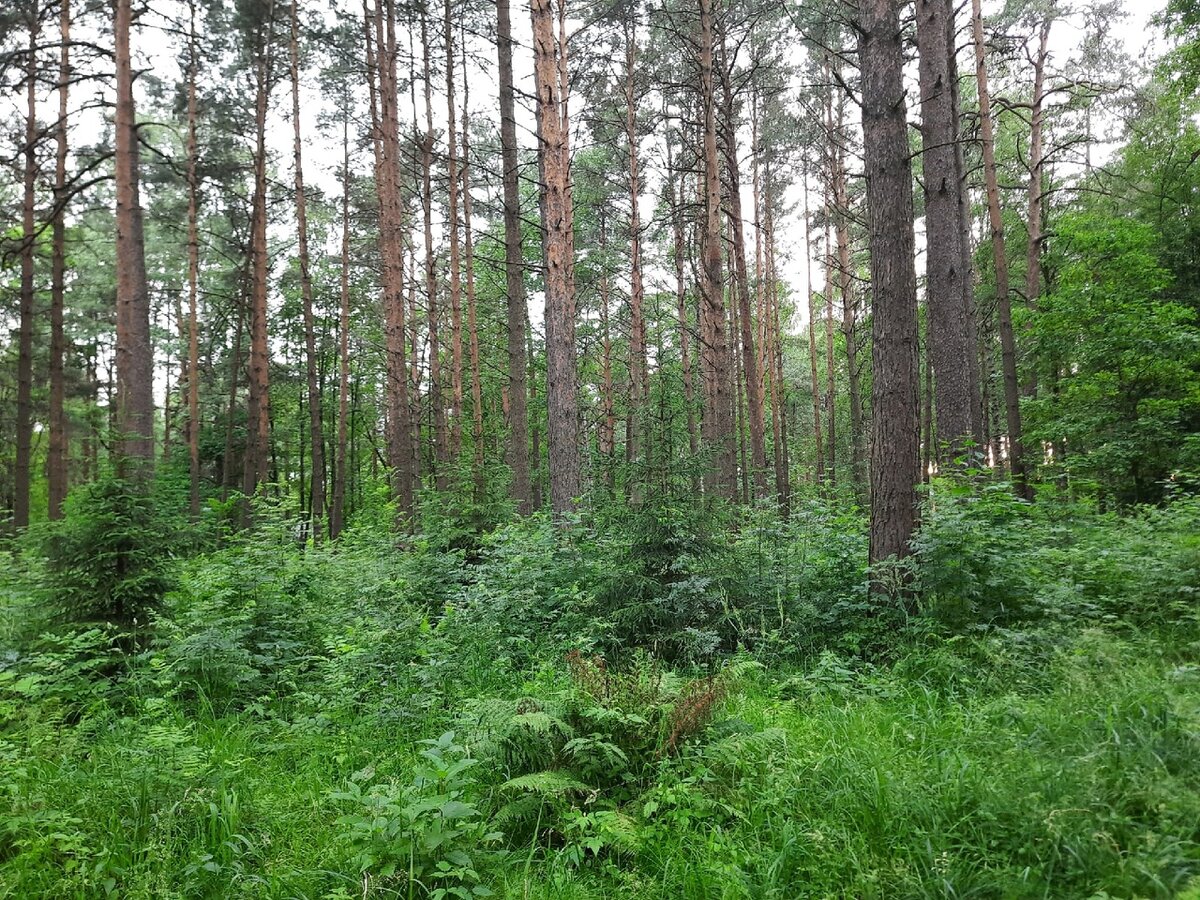 Жители Сестрорецка спасли сразу три парка. | Дневник активистки | Дзен