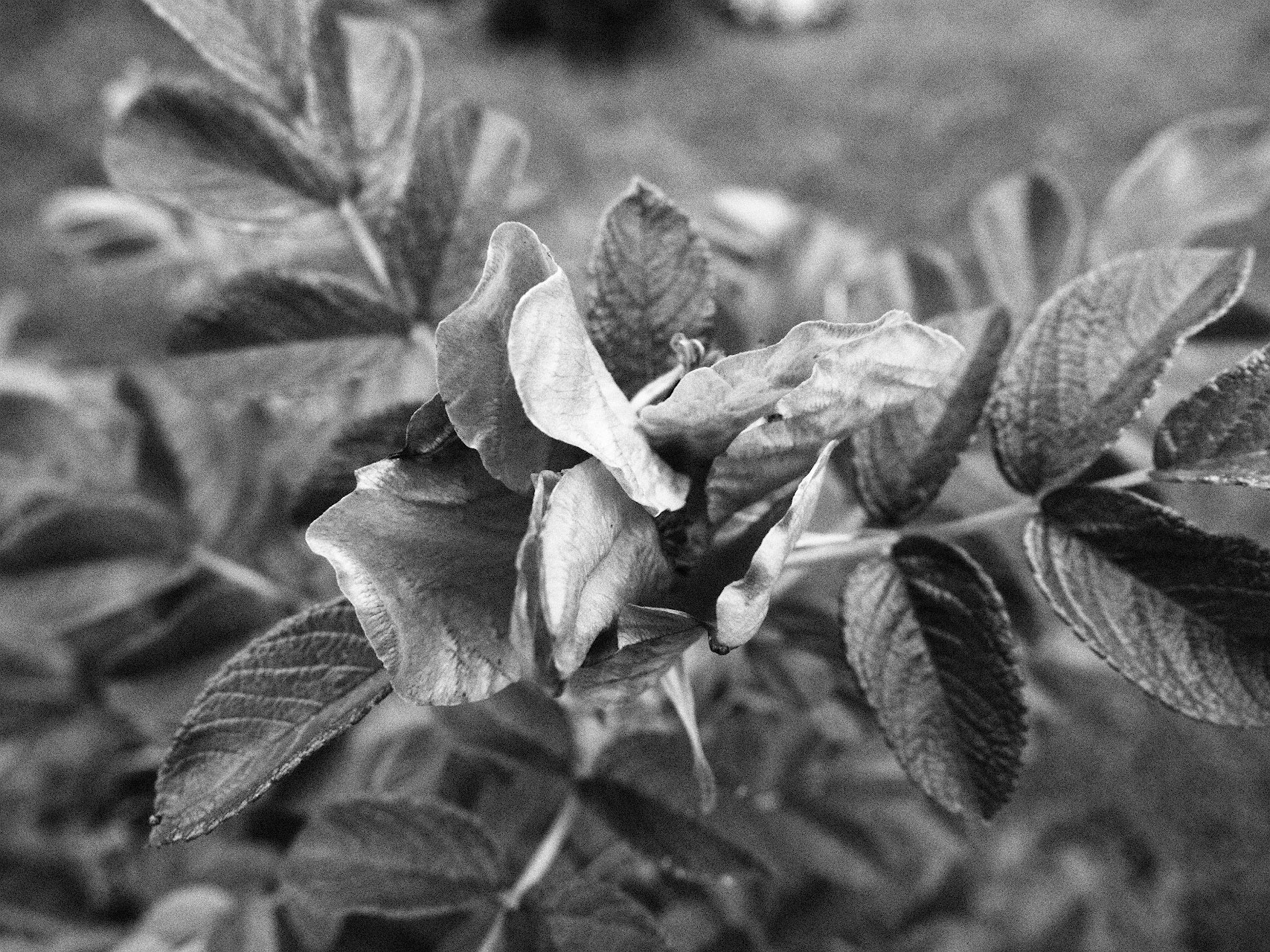 Стильная черно-белая фотография без Фотошопа. Снимаем в творческих режимах Olympus3