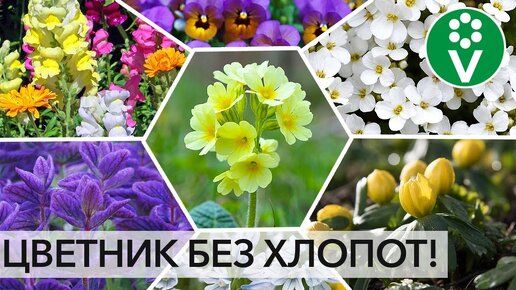 Посейте Раз и НА Всю Жизнь! Лучшие цветы, которые размножаются сами!