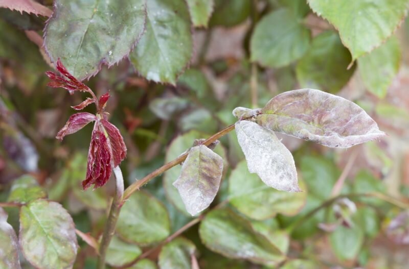 Розы. Иллюстрация для статьи используется по стандартной лицензии ©dachnyedela.ru