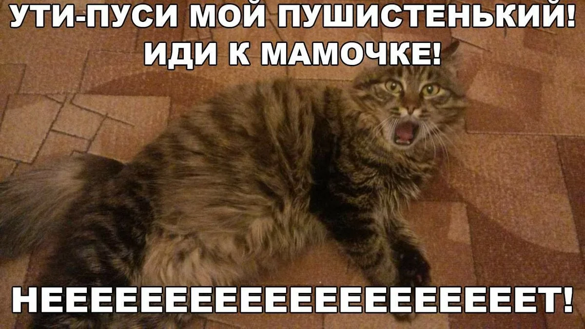 Включи мама пошла. Смешные мемы про котов. Кот Мем. Мемы с котами и надписями. Мемы про котов без мата.