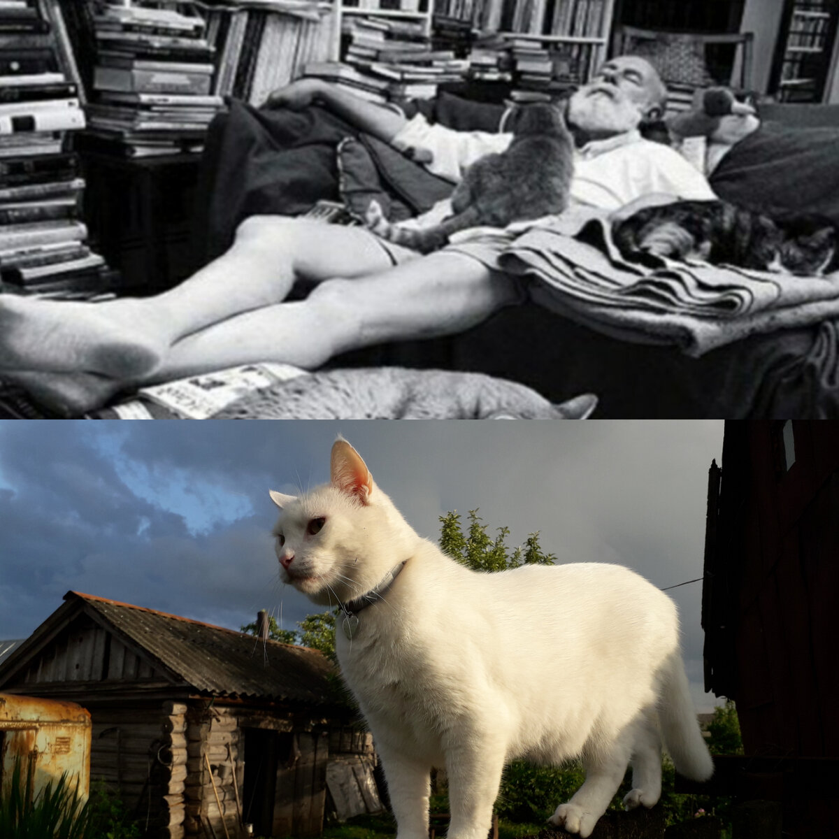 Мой Снежок и питомцы Хемингуэя 