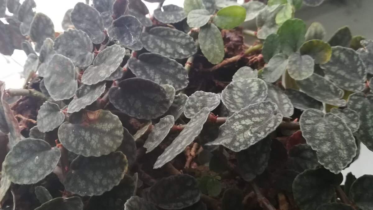 Цветы: что это такое и какие бывают