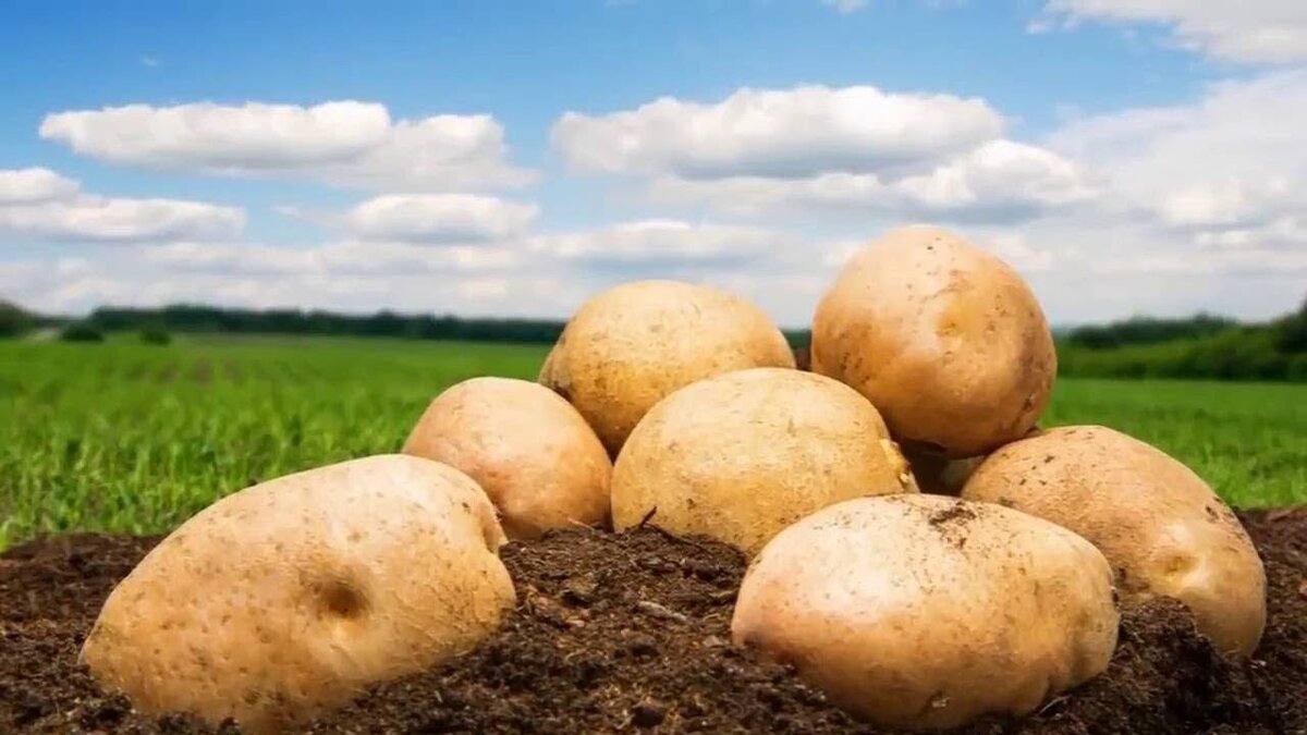 Поле картошки