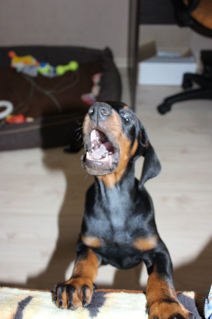 Гранд, 50 дней. 