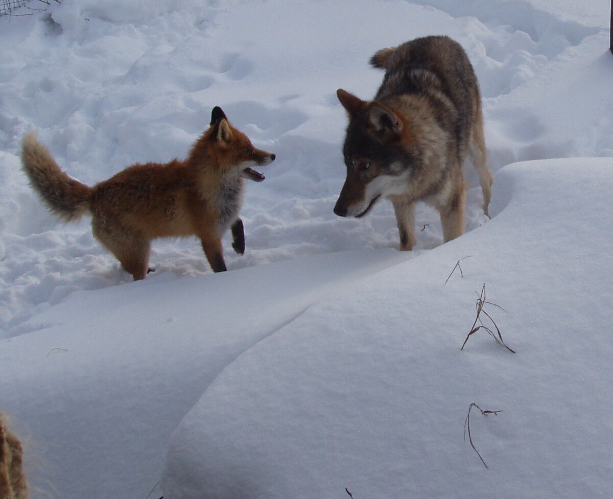 Фото взято из интернета 