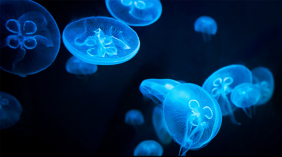 Биолюминесценция – суперспособность живых организмов | DieTierwelt | Дзен
