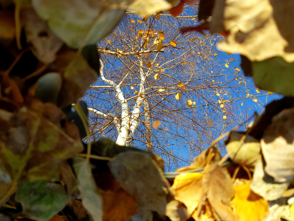 Фото автора. Осень