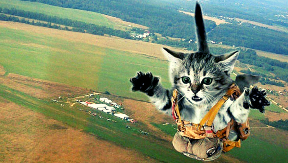 Кошки полетели. Кот на парашюте. Летающий кот. Коты на парашютах. Кошка парашютист.