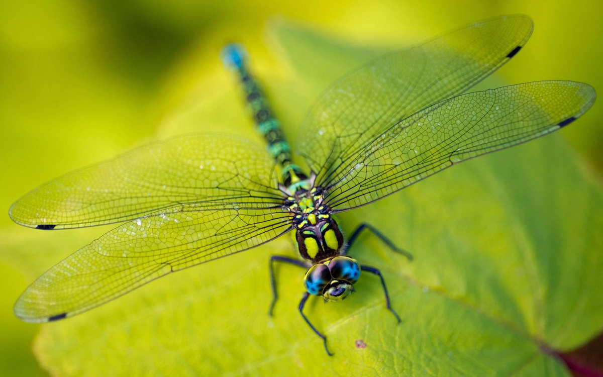 Стрекоза https://kipmu.ru/