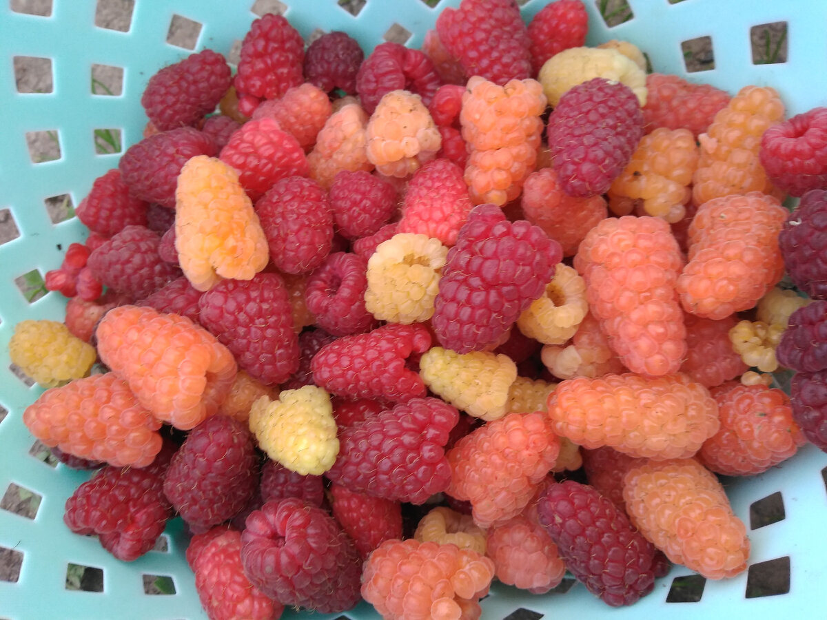 «Геракл», «Оранжевое чудо» и «Золотая осень»