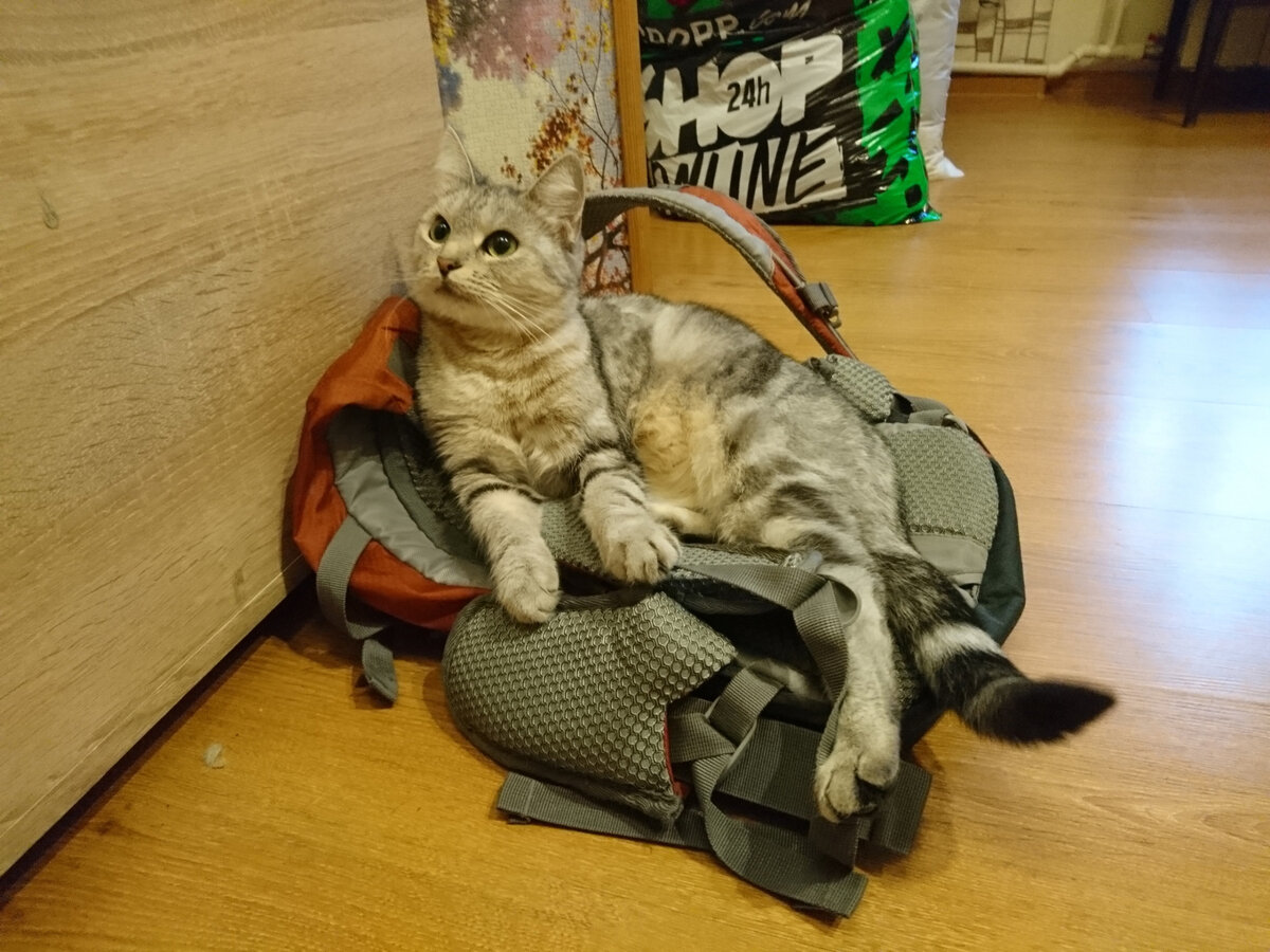 Бутявка некузявая )