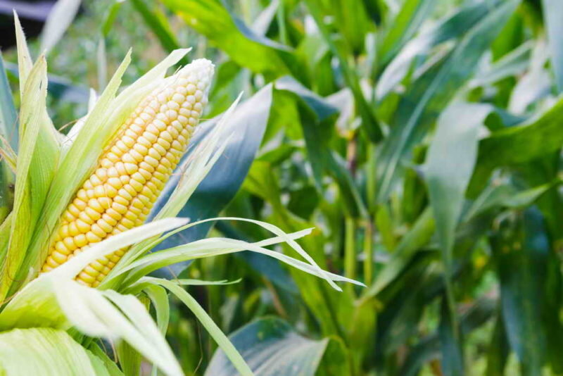Зерно кукурузы попкорн