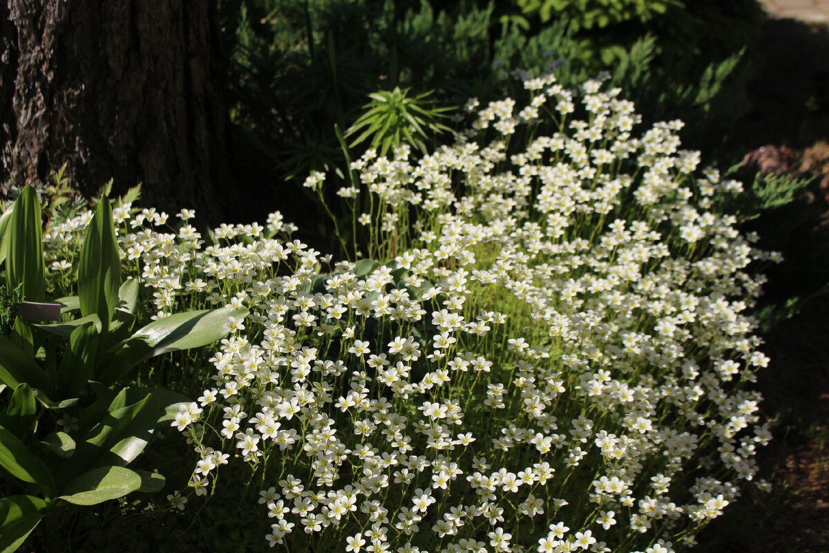 Наш сад 7 июня