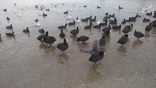 Очень смешные водоплавающие птички на чёрном море