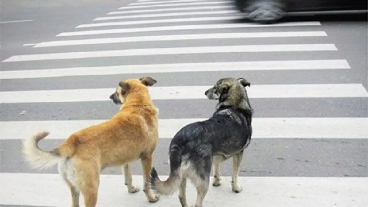 Источник: pulse.mail.ru