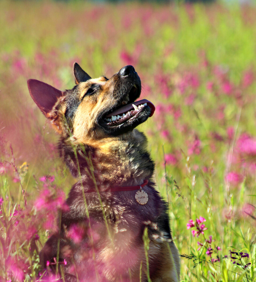 Найда позирует - смотрит на вкусный кусочек в моей руке. Снимает фотограф.
