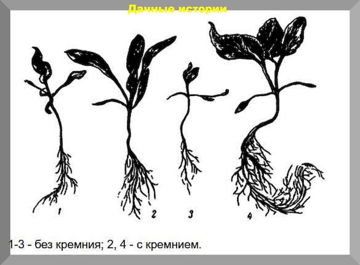 https://vk.com/photo-159774511_457251088. Влияние кремния на рост свеклы столовой.