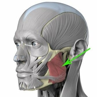 Жевательные мышцы 