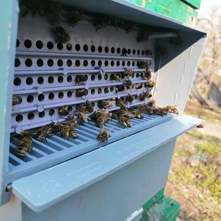 ПротивопоказанияПродукты пчеловодства содержат некоторые ферменты, производимые организмом пчел. В целом это крайне полезные вещества. Однако у многих людей на эти пищевые компоненты имеется аллергия. Считается, что пчелиная пыльца — наименее аллергенный продукт пчеловодства. Однако имея установленную аллергию на продукты пчеловодства, пробовать пыльцу не стоит. Также людям, склонным к аллергическим реакциям, следует пройти консультацию с профильным специалистом, прежде чем принять решение об употреблении пчелиной пыльцы.Стоит отметить, что этот продукт противопоказан:лицам, страдающим заболеваниями крови (плохая свёртываемость);пациентам с тяжёлыми печеночными патологиями;детям в возрасте до 3 лет;диабетикам (с осторожностью и учетом содержания сахарозы, фруктозы).При любых хронических и острых состояниях требуется консультация специалиста на предмет допустимости применения пчелиной пыльцы в пищевых целях.Пыльца пчелиная: применениеПеречень полезных свойств рассматриваемого продукта настолько велик, что предполагает обширный простор областей применения.Но, конечно, прежде всего интересна пчелиная пыльца с точки зрения медицины. Ведь столько полезных компонентов и доказанный терапевтический эффект нельзя игнорировать.