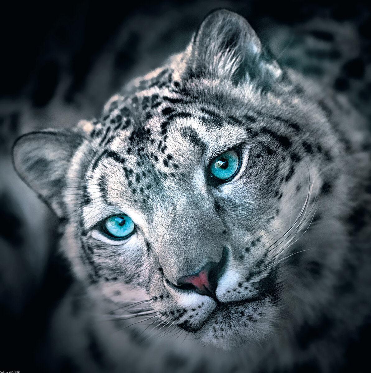 Снежный барс