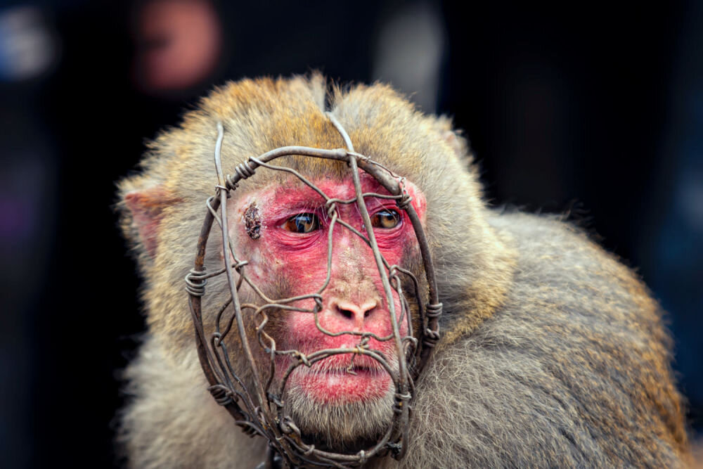 Чжан Цян "Отчаяние"