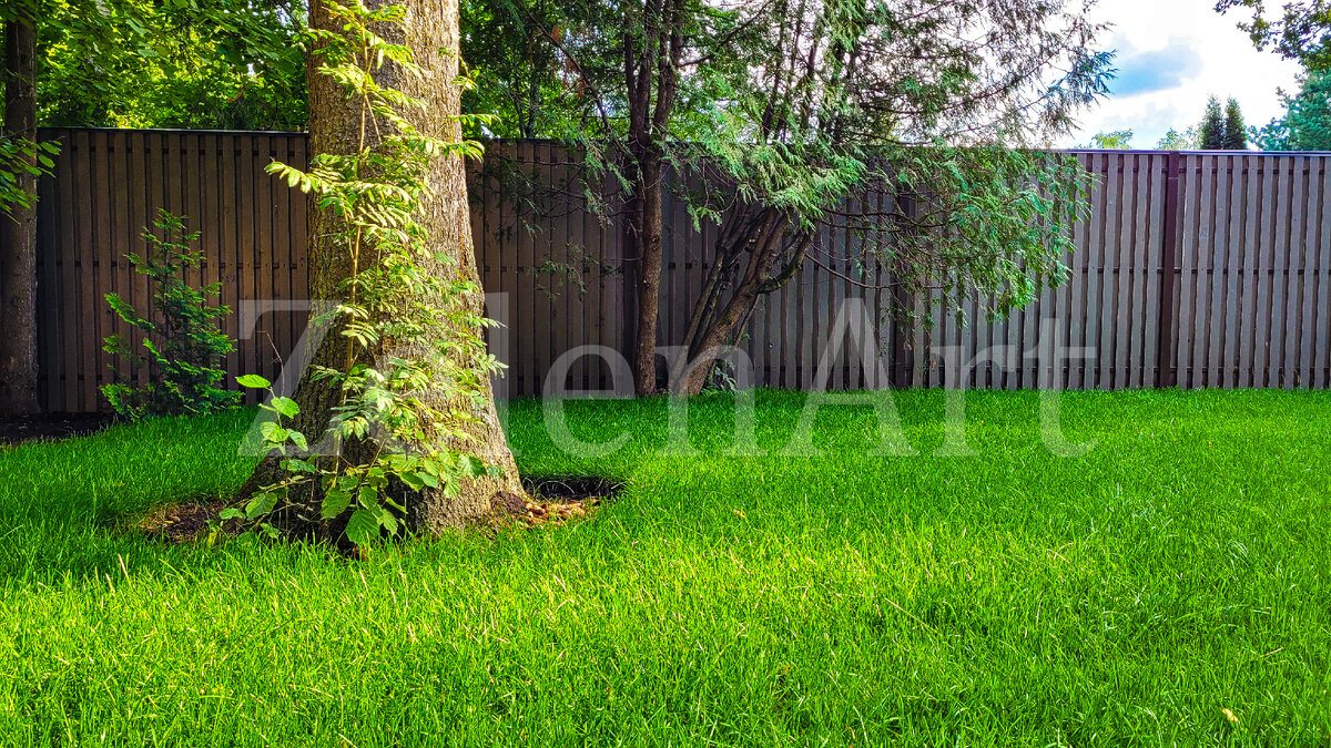 Абрамцево рулонный газон